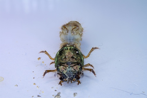 One-spotted Tiger Beetle photo 4
