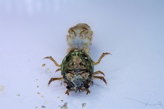 Apterodela unipunctata