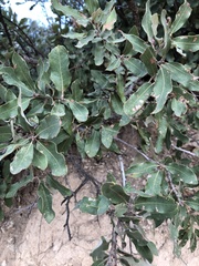 Quercus mohriana