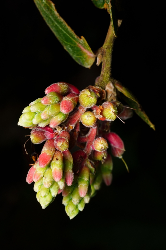 Cavendishia jardinensis