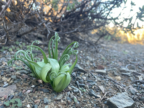 Colchicum volutare
