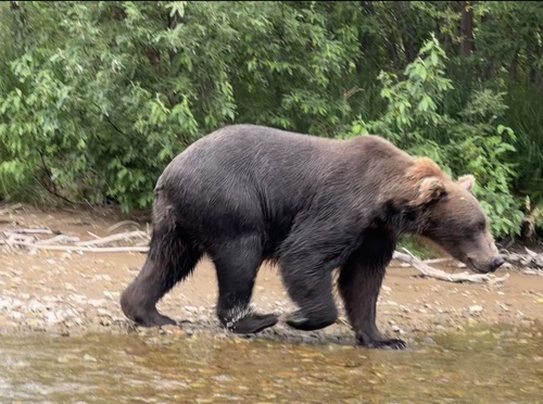 Brown Bear