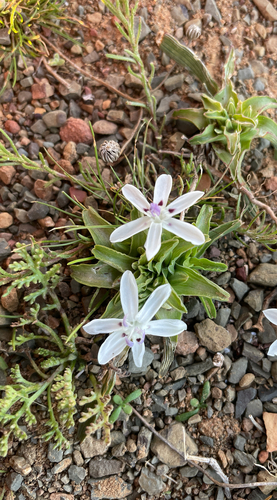 Pleated Kabong (Lapeirousia plicata)