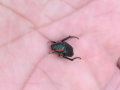 Strigoderma sulcipennis