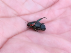 Strigoderma sulcipennis