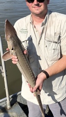 Scaphirhynchus platorynchus