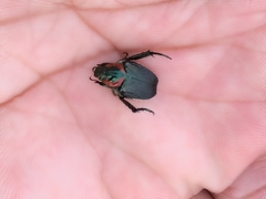 Strigoderma sulcipennis