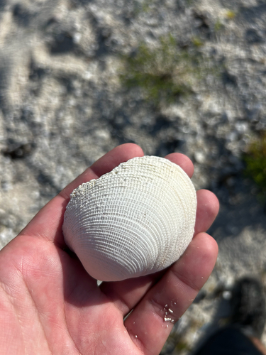 Periglypta listeri observed 2025-07-28