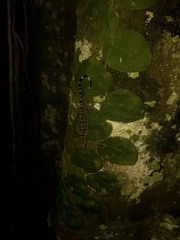 Monstera spruceana