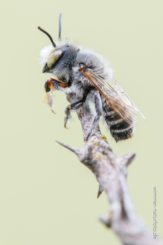 Megachile giraudi
