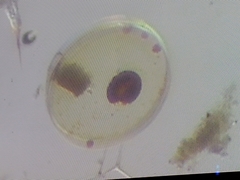 Coscinodiscophycidae