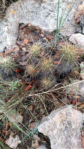 Echinocereus acifer