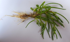 Spergularia canadensis