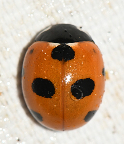 Coccinella magnifica nuotrauka