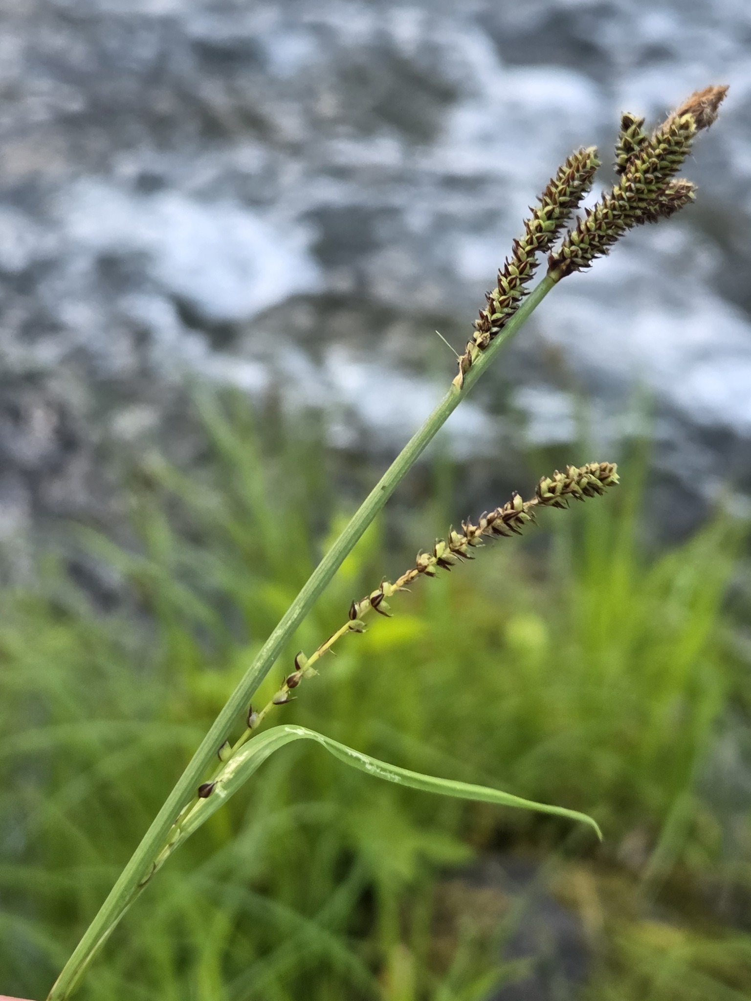 Carex interrupta