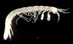 Ingolfiellidae
