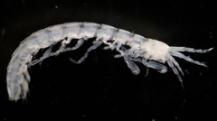 Ingolfiellidae