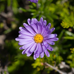 Olearia ciliata