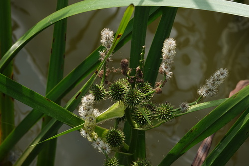 Branched bur-reed (Sparganium erectum)