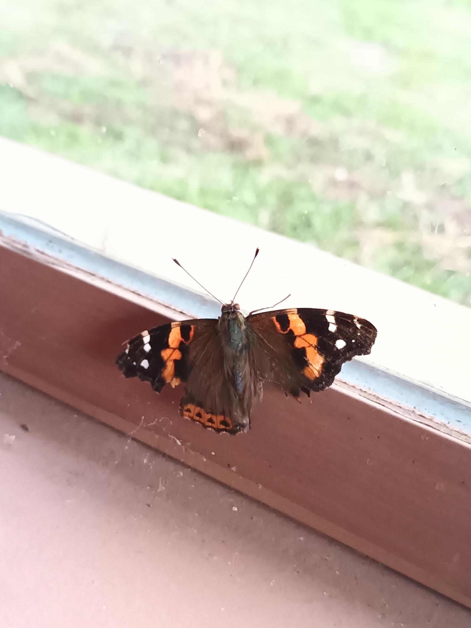 Indian Red Admiral