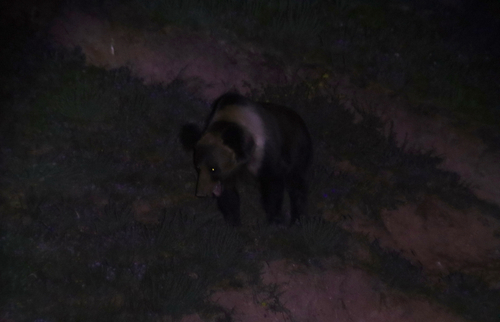 Tibetan Brown Bear