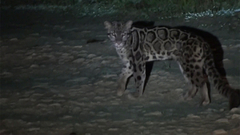 Sunda Clouded Leopard photo 2