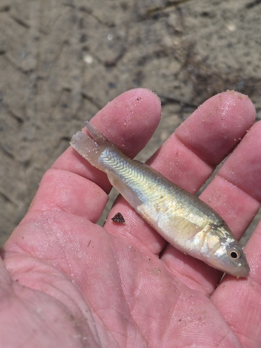 Fundulus heteroclitus