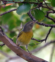 Leiothlypis ruficapilla