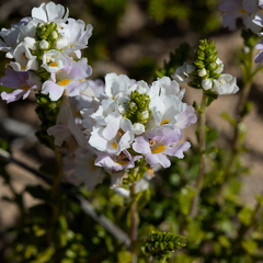 Euphrasia collina tetragona
