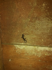 Gonatodes concinnatus