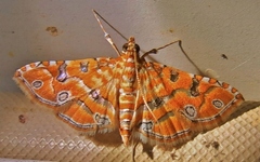 Ommatospila narcaeusalis