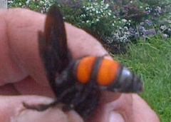 Pygodasis ephippium ephippium