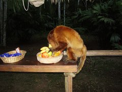 Alouatta sara