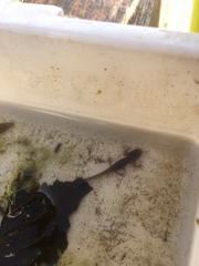 Lissotriton vulgaris