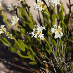 Stackhousia spathulata