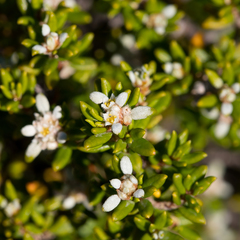 Spyridium phylicoides