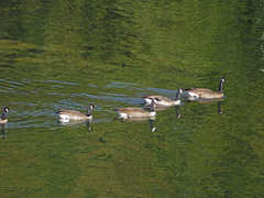 Branta canadensis