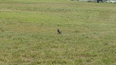 Accipiter cooperii image