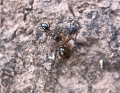 Formica subpolita
