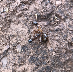Formica subpolita
