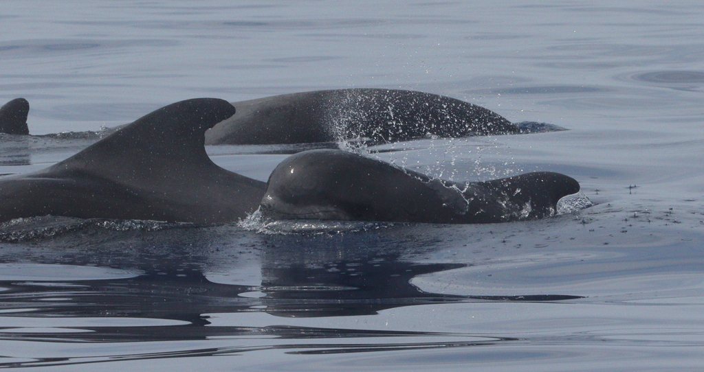 Short-finned pilot whales surfacing in calm sea
