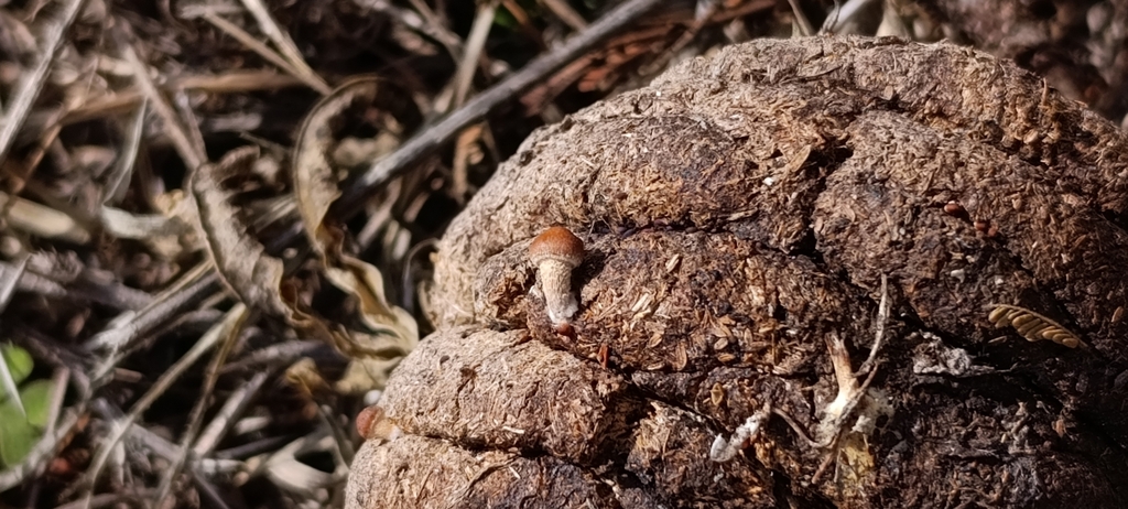 Deconica coprophila · July 2025 · photo: © facu-lamela (iNaturalist, cc-by)