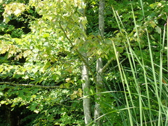 Acer rubrum rubrum