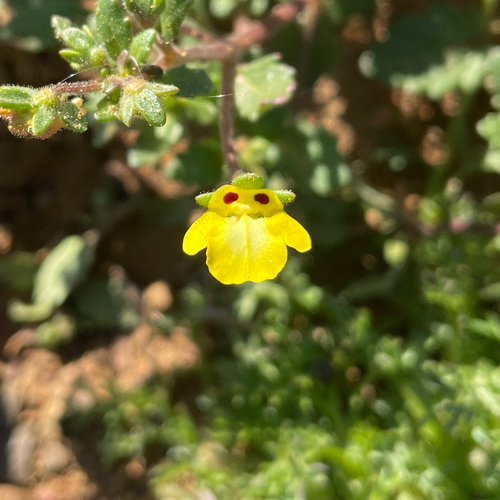 Spur Yellowface (Hemimeris centrodes)