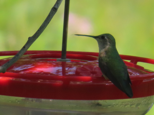 Broad-tailed Hummingbird photographed in South Dakota