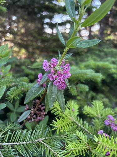 Kalmia angustifolia iNaturalist observation