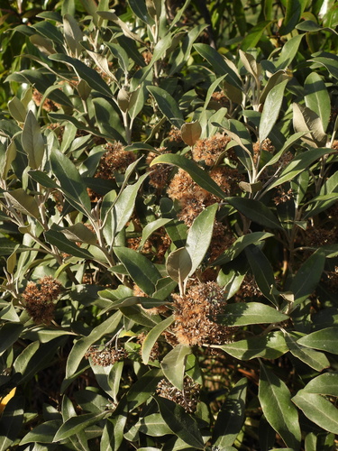 Olearia avicenniifolia observed 2025-07-28