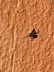 Menemerus semilimbatus