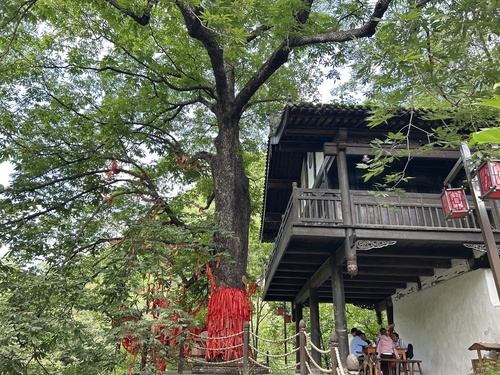 Aesculus chinensis, 2025-07-23