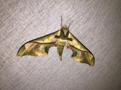 Adhemarius dariensis